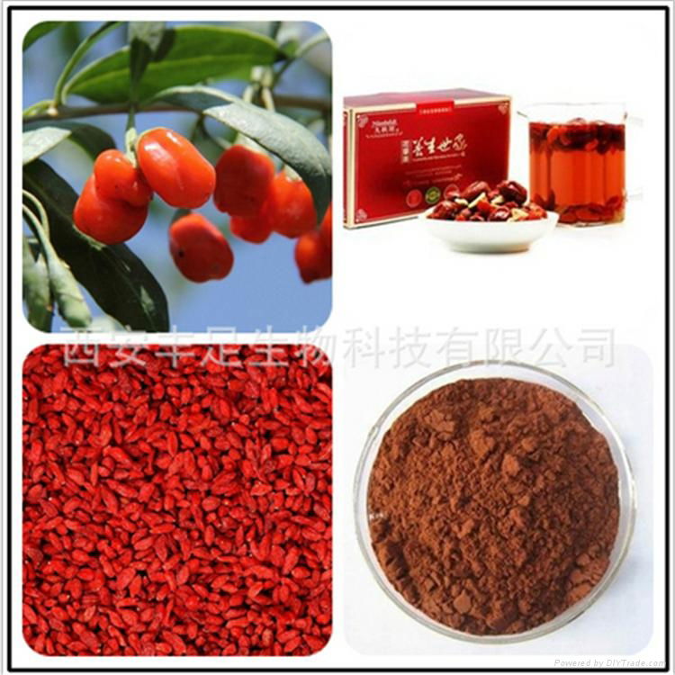 枸杞多糖 Goji berry/Wolfberry Extract107-43-7