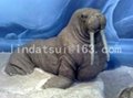 simulation fur seal 2