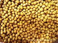 High Quality Soybean