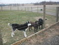 Economical Hinge Joints Field Fencing for Rural Farms