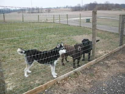 Economical Hinge Joints Field Fencing for Rural Farms