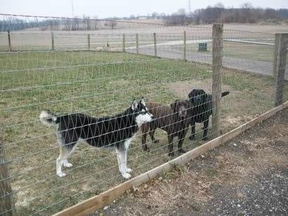 V Mesh Fence - The Safest Fence for Horses &amp; Dogs