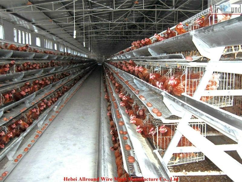 Commercial layer cage & layer chicken cages 5