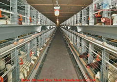 Poultry equipment layer egg chicken cages