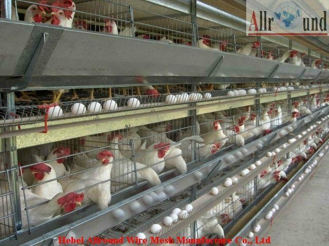 Poultry equipment layer egg chicken cages 3