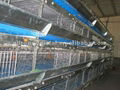 cheap broiler chickens cages on sell