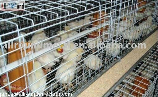poultry cages for broiler 5