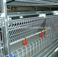 hot galvanized pullet chicken cage