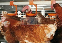 poultry drinking system&Chicken poultry shed