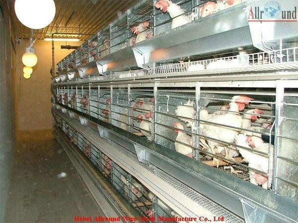 Poultry chicken farm equipment 2