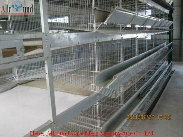 Poultry chicken farm equipment 4