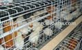 broiler poultry shed design