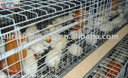 broiler poultry shed design