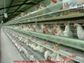 Automatic Poultry chicken cage for