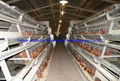 Commercial layer cage & layer chicken cages 2