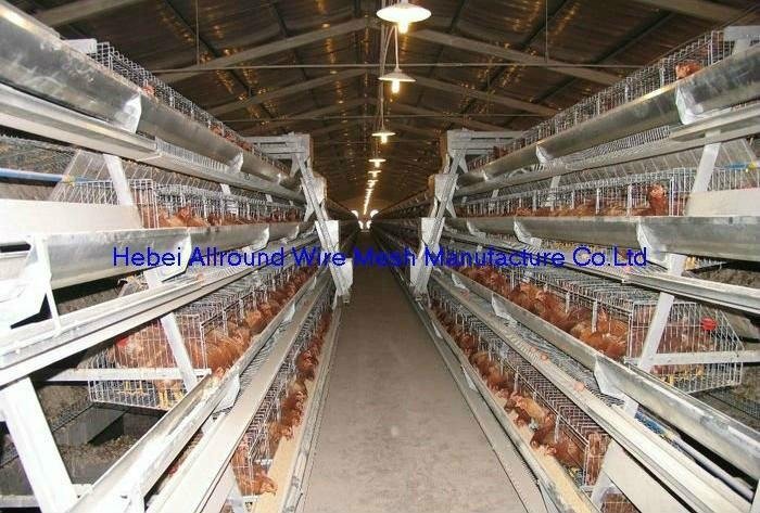 Commercial layer cage & layer chicken cages 2
