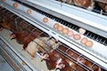 Commercial layer cage & layer chicken cages 5