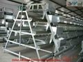 customized chicken layer broiler cage for sale 3