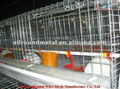 customized chicken layer broiler cage for sale 4