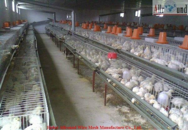 customized chicken layer broiler cage for sale 5