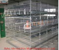 poultry cage chicken cage broiler cage 1