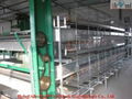 poultry cage chicken cage broiler cage 3