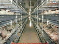 poultry cage chicken cage broiler cage 4