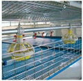 poultry cage chicken cage broiler cage 5