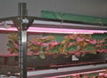 High Power 600nm Red LED Grow Light 4