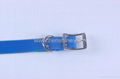 blaze blue nylon belt buckle dog collar 2