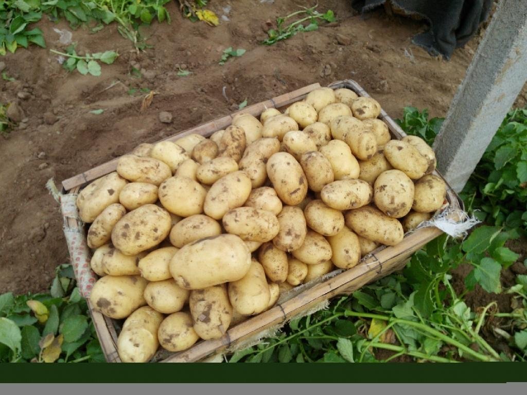 中国大棚土豆