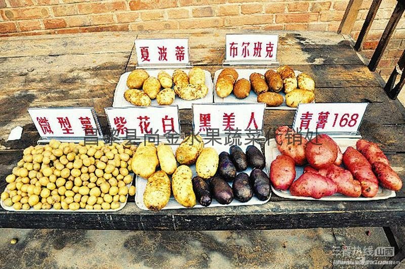中国大棚土豆 3
