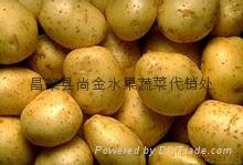 中國大棚土豆 4