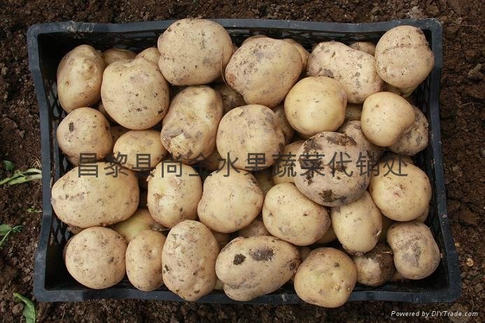 中国大棚土豆 5