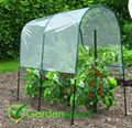 Tomato Greenhouse serre tomato