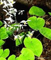 Epimedium Extract 2