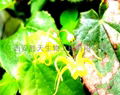 Epimedium Extract 3