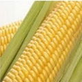 dried yello corn