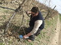 Vineyard scissors/Electric pruning shears/Hand pruner KOHAM 4