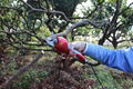 Electric pruning shears Hand pruner