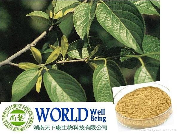 Eucommia Leaf Extract Powder With Eucommia Chlorogenic Acid 25%-70%