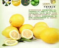 fresh lemon 4