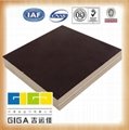 GIGA brown phenolic film faced plywood 4