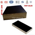 2014 waterproof phenolic whole poplar