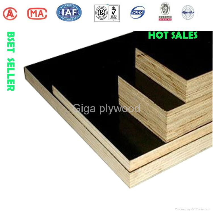 2014 waterproof phenolic whole poplar plywood 4