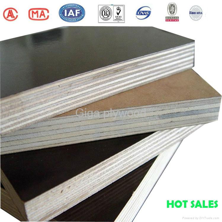 2014 waterproof phenolic whole poplar plywood 5