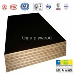 GIGA-high quality plywood from china supplies