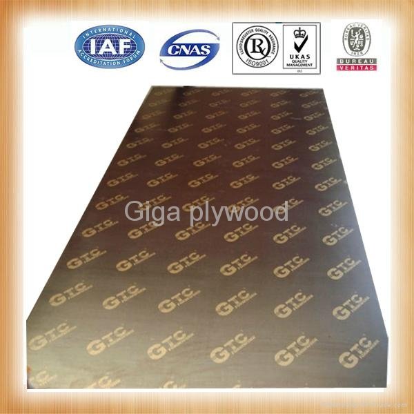 GIGA-high quality plywood from china supplies 4