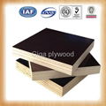  Two hot pressing high quality film faced plywood 3