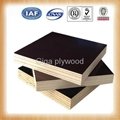 Poplar core melamine film faced plywood 4